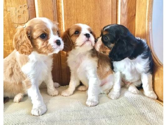PoulaTo: King Charles Cavalier Pups